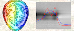 News-Photons-Neurones